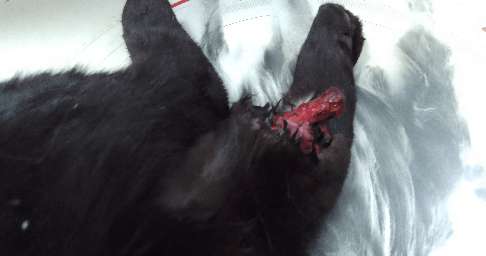 Protéger les animaux du refuge