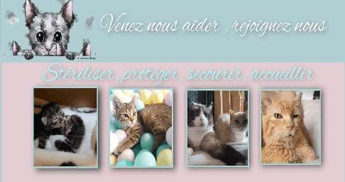 Les Chats Libres de Chambéry