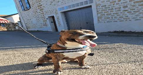 Aidez-nous à offrir une seconde chance à Titan !